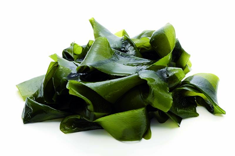 Tảo biển Tảo biển